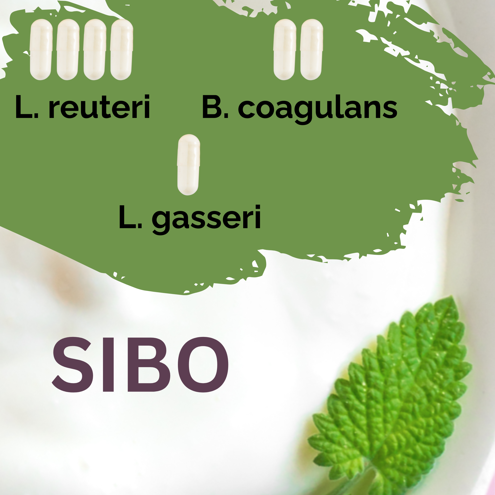 L. reuteri + B. coagulans + L. gasseri | Juego de iniciadores para yogur | SIBO | Cultivos iniciadores | Paquete de 3