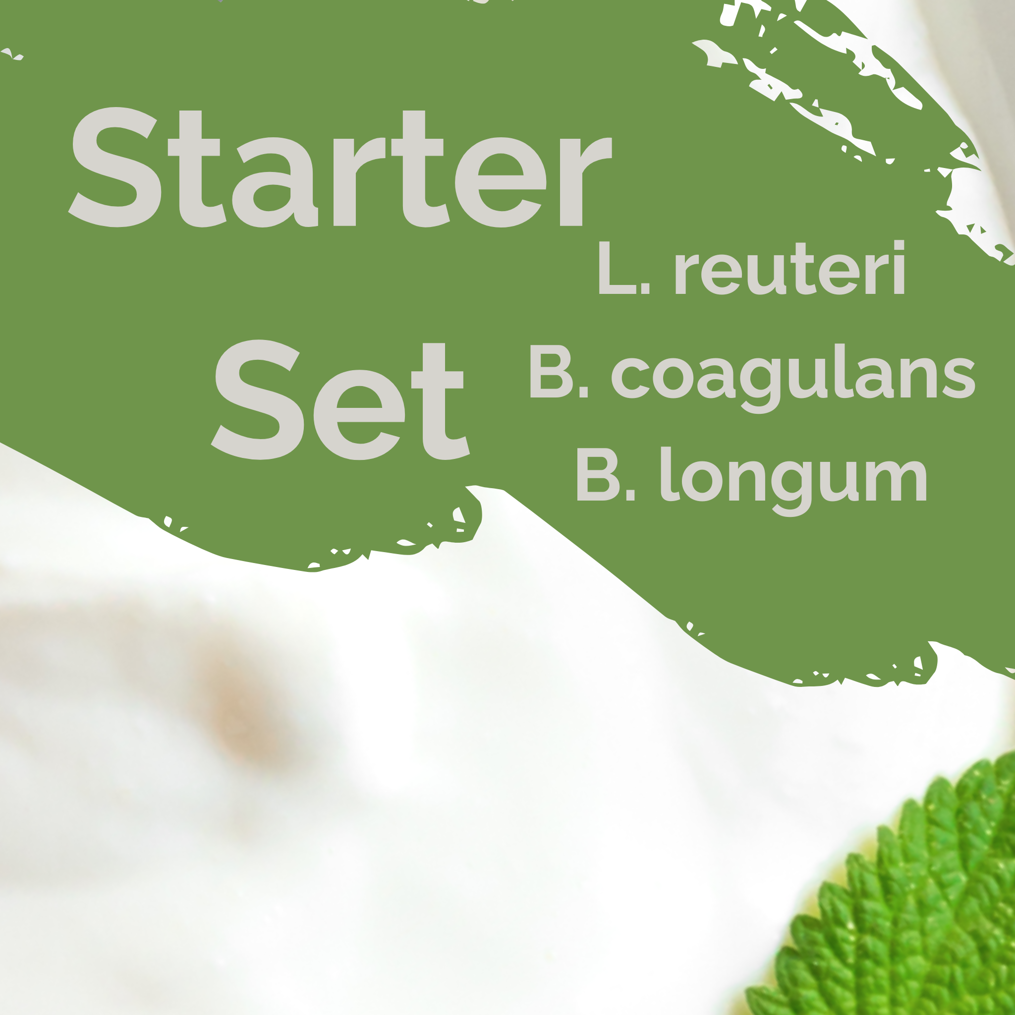 L. reuteri + B. coagulans + B. longum | Juego de Inicio para Yogur | SIBO | Cultivos Iniciadores | Paquete de 3
